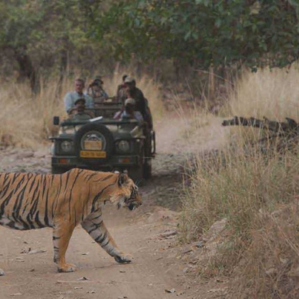 sariska tiger safari online booking